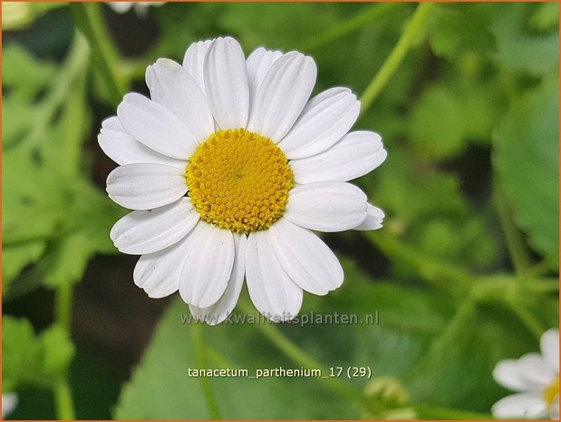Tanacetum parthenium | Moederkruid | Mutterkraut | Feverfew