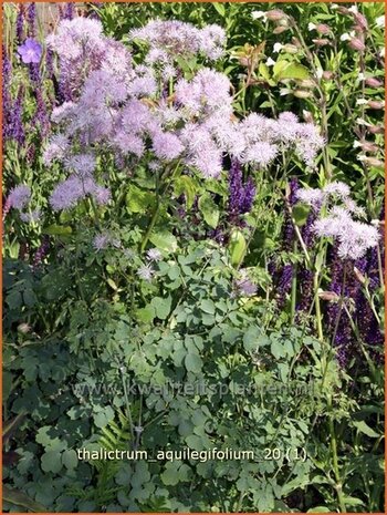 Thalictrum aquilegifolium | Akeleiruit, Akeleibladige ruit, Ruit | Akeleibl&auml;ttrige Wiesenraute | Columbine Meadow Rue