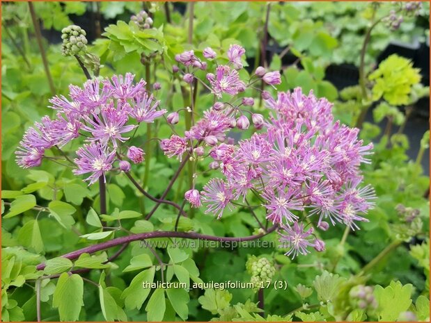Thalictrum aquilegifolium | Akeleiruit, Akeleibladige ruit, Ruit | Akeleibl&auml;ttrige Wiesenraute | Columbine Meadow Rue
