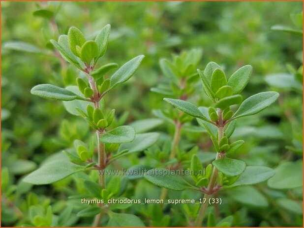 Thymus citriodorus 'Lemon Supreme' | Citroentijm, Tijm | Zitronen-Thymian