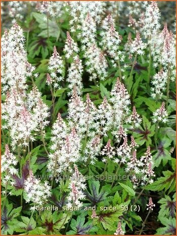 Tiarella 'Sugar and Spice' | Schuimbloem, Perzische muts | Schaumbl&uuml;te
