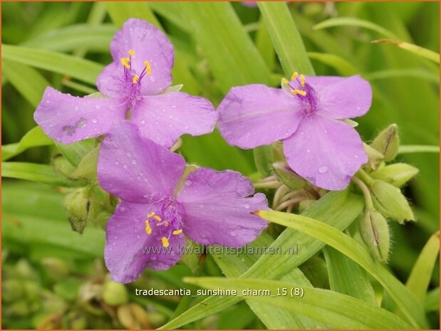 Tradescantia 'Sunshine Charm' | Eendagsbloem, Vaderplant, Matrozensla | Dreimasterblume