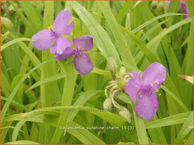 Tradescantia 'Sunshine Charm' | Eendagsbloem, Vaderplant, Matrozensla | Dreimasterblume