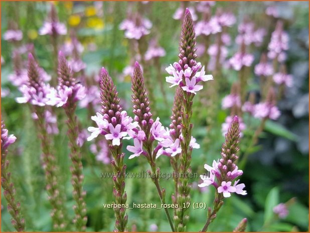Verbena hastata 'Rosea' | Blauwe verbena, IJzerhard | Spie&szlig;f&ouml;rmiges Eisenkraut | Blue Vervain