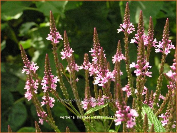 Verbena hastata 'Rosea' | Blauwe verbena, IJzerhard | Spie&szlig;f&ouml;rmiges Eisenkraut | Blue Vervain
