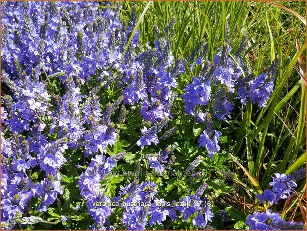 Veronica austriaca 'Lapis Lazuli' | Brede ereprijs, Ereprijs | &Ouml;sterreichischer Ehrenpreis
