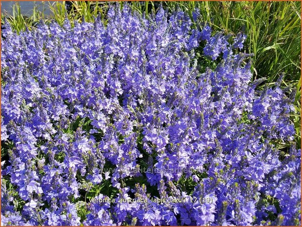 Veronica austriaca 'Lapis Lazuli' | Brede ereprijs, Ereprijs | &Ouml;sterreichischer Ehrenpreis