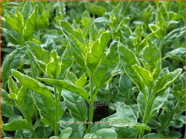 Veronica longifolia 'Charlotte' | Lange ereprijs, Ereprijs | Langbl&auml;ttriger Ehrenpreis