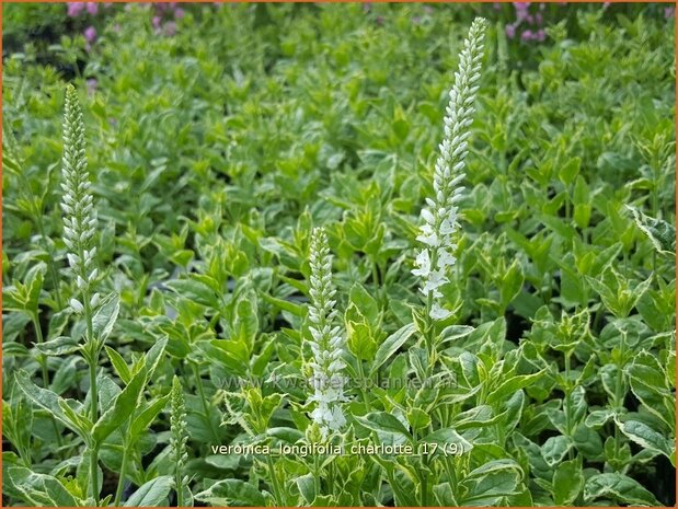 Veronica longifolia 'Charlotte' | Lange ereprijs, Ereprijs | Langbl&auml;ttriger Ehrenpreis