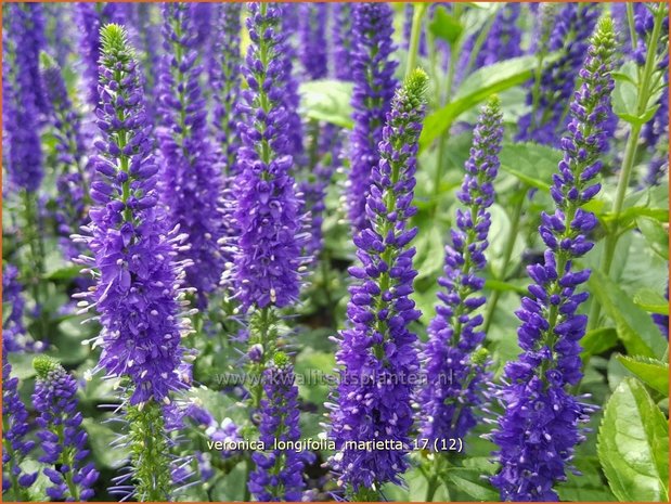 Veronica longifolia 'Marietta' | Lange ereprijs, Ereprijs | Langbl&auml;ttriger Ehrenpreis