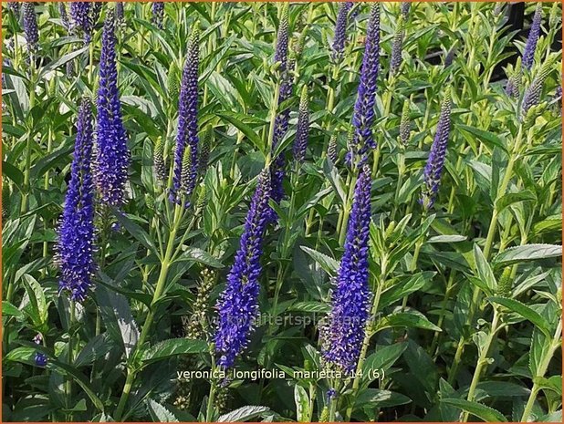 Veronica longifolia 'Marietta' | Lange ereprijs, Ereprijs | Langbl&auml;ttriger Ehrenpreis