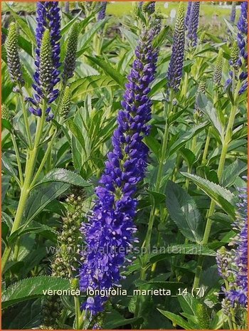 Veronica longifolia 'Marietta' | Lange ereprijs, Ereprijs | Langbl&auml;ttriger Ehrenpreis