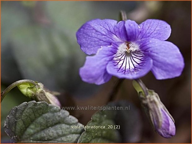 Viola labradorica | Labradorviooltje, Viooltje | Labrador-Veilchen