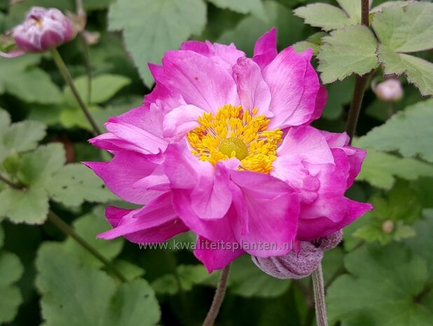 Anemone hybrida 'Carmen' | Herfstanemoon, Japanse anemoon, Anemoon | Herbstanemone