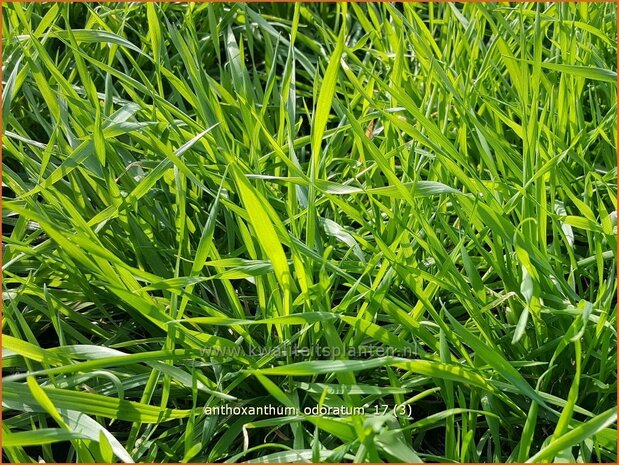 Anthoxanthum odoratum | Reukgras | Wohlriechendes Ruchgras
