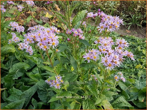 Aster tataricus | Purperaster, Aster | Tatarische Aster