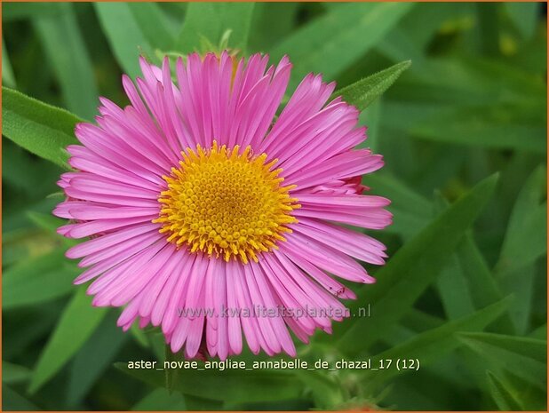 Aster novae-angliae 'Annabelle de Chazal | Nieuw-Engelse aster, Herfstaster, Aster | Raublatt-Aster