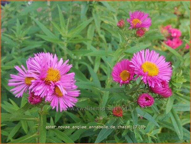 Aster novae-angliae 'Annabelle de Chazal | Nieuw-Engelse aster, Herfstaster, Aster | Raublatt-Aster