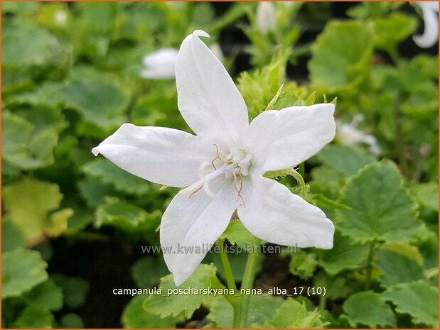 Campanula poscharskyana 'Nana Alba' | Kruipklokje, Klokjesbloem | Hängepolster-Glockenblume