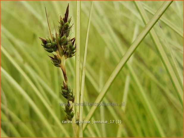 Carex brunnea 'Jenneke' | Zegge | Bräunliche Segge