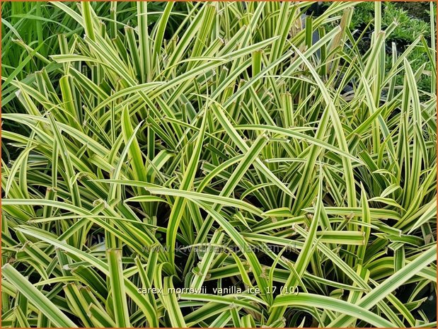 Carex morrowii 'Vanilla Ice' | Japanse zegge, Zegge | Japan-Segge