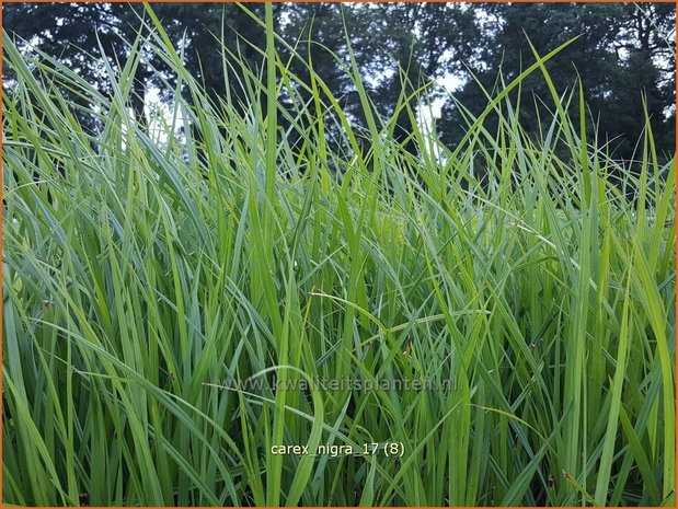 Carex nigra | Zwarte zegge, Zegge | Schwarzbraune Segge