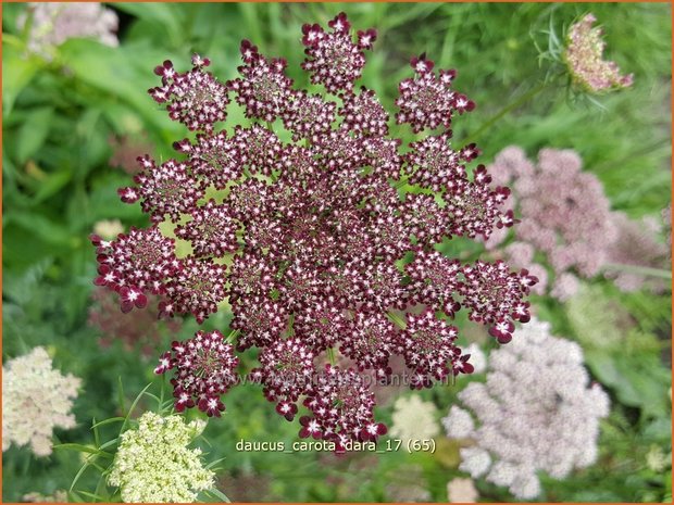 Daucus carota 'Dara' | Roze peen, Wilde peen, Peen | Wilde Möhre