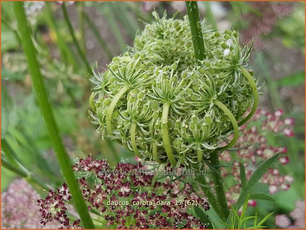 Daucus carota 'Dara' | Roze peen, Wilde peen, Peen | Wilde Möhre
