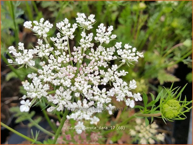 Daucus carota 'Dara' | Roze peen, Wilde peen, Peen | Wilde Möhre