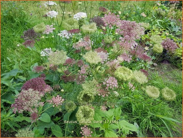 Daucus carota 'Dara' | Roze peen, Wilde peen, Peen | Wilde Möhre
