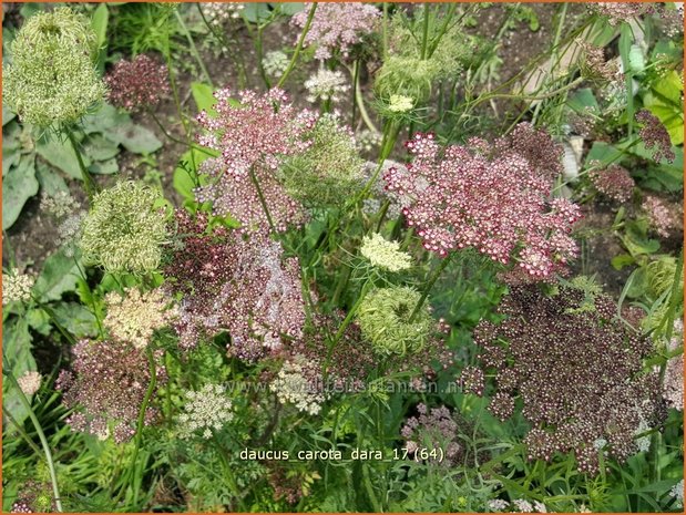 Daucus carota 'Dara' | Roze peen, Wilde peen, Peen | Wilde Möhre