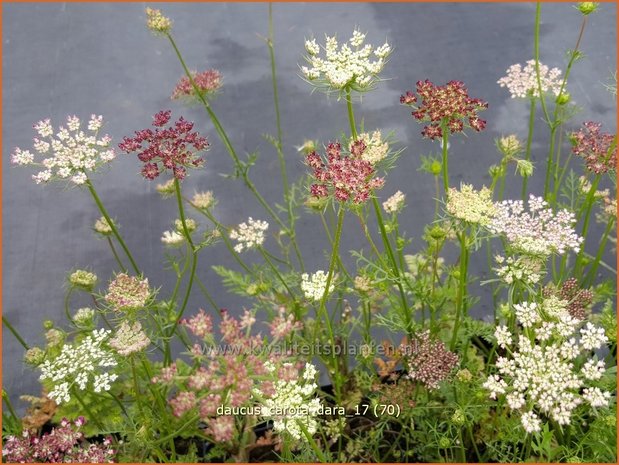 Daucus carota 'Dara' | Roze peen, Wilde peen, Peen | Wilde Möhre