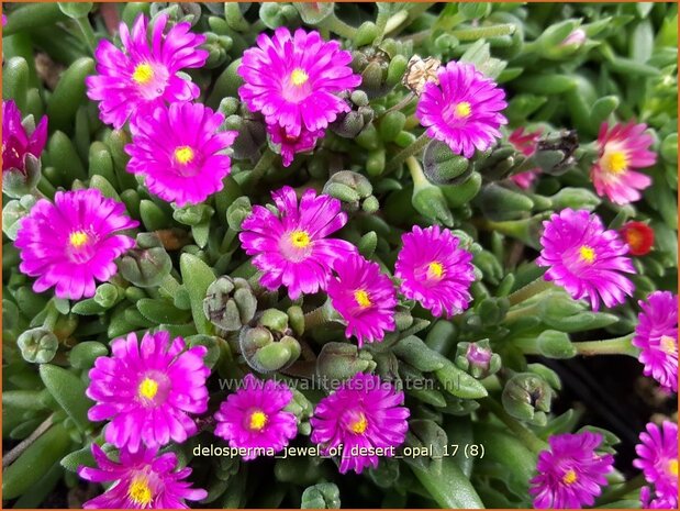 Delosperma 'Jewel of Desert Opal' | IJsbloempje, IJsplant | Mittagsblume