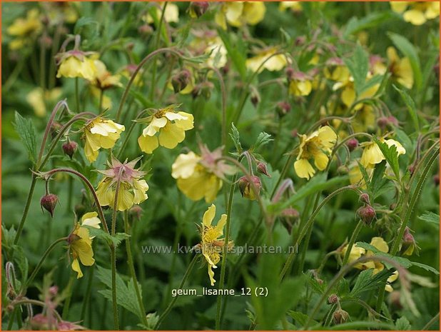 Geum 'Lisanne' | Nagelkruid | Nelkenwurz