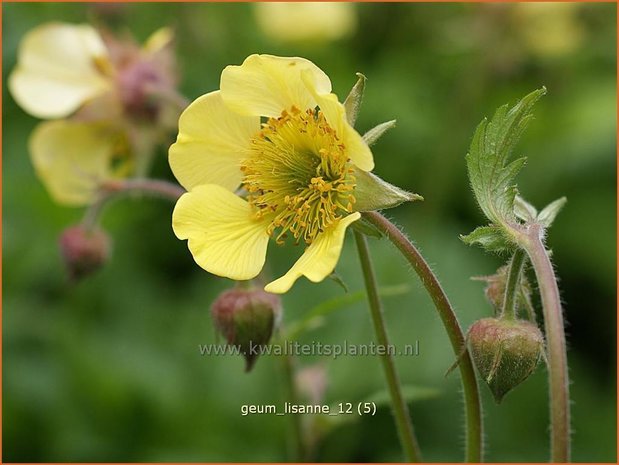 Geum 'Lisanne' | Nagelkruid | Nelkenwurz