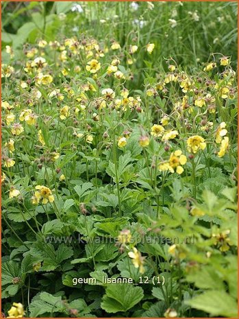 Geum 'Lisanne' | Nagelkruid | Nelkenwurz