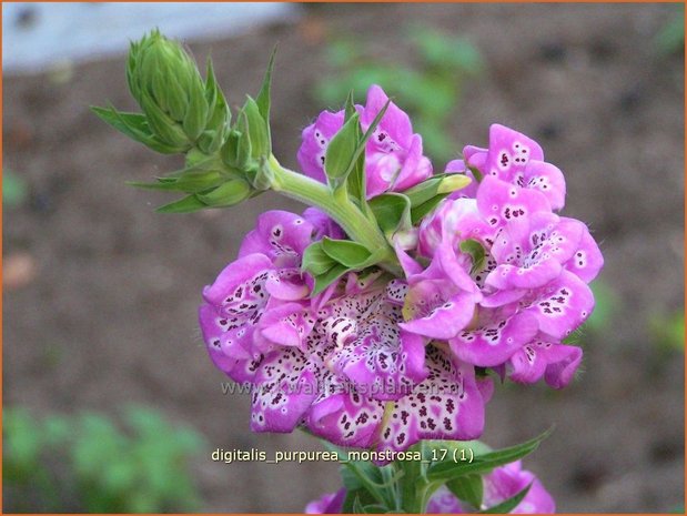 Digitalis purpurea 'Monstrosa' | Vingerhoedskruid | Roter Fingerhut