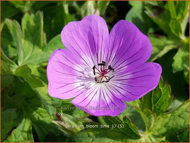 Geranium 'Bloom Time' | Ooievaarsbek, Tuingeranium | Storchschnabel