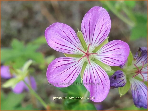 Geranium 'Fay Anna' | Ooievaarsbek, Tuingeranium | Nepal-Storchenschnabel