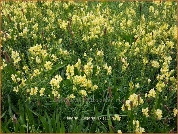 Linaria vulgaris | Vlasbekje, Vlasleeuwenbekje | Gewöhnliches Leinkraut