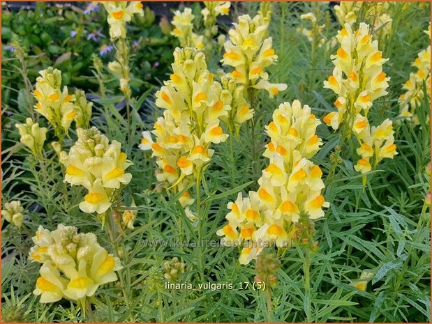 Linaria vulgaris | Vlasbekje, Vlasleeuwenbekje | Gewöhnliches Leinkraut