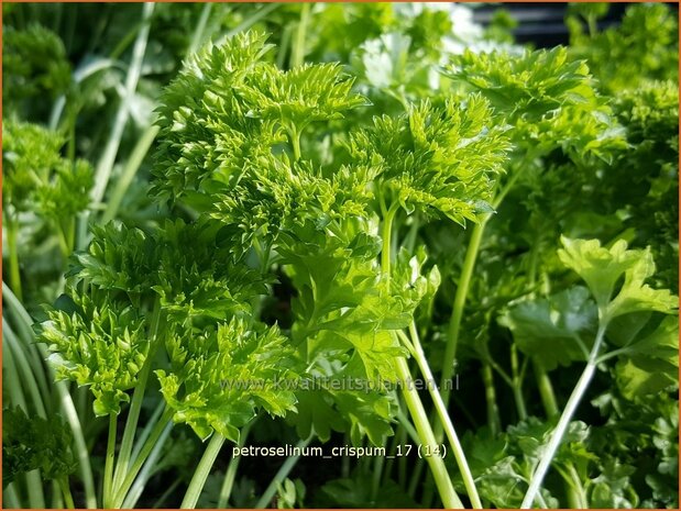 Petroselinum crispum | Peterselie | Krause Petersilie