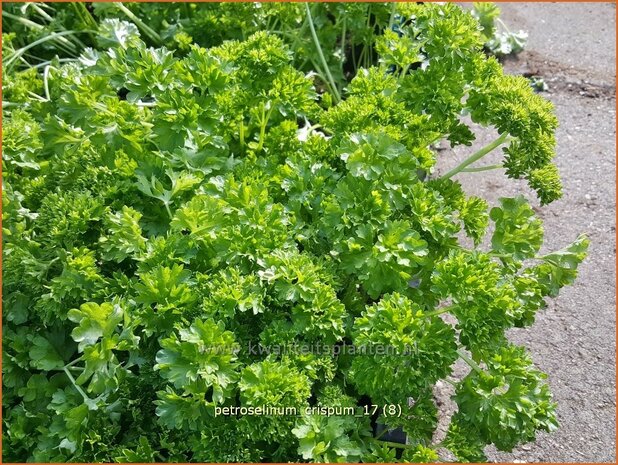 Petroselinum crispum | Peterselie | Krause Petersilie