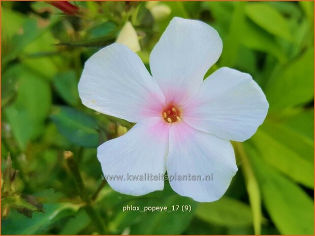 Phlox 'Popeye' | Hoge vlambloem, Vlambloem, Flox, Floks | Hohe Flammenblume