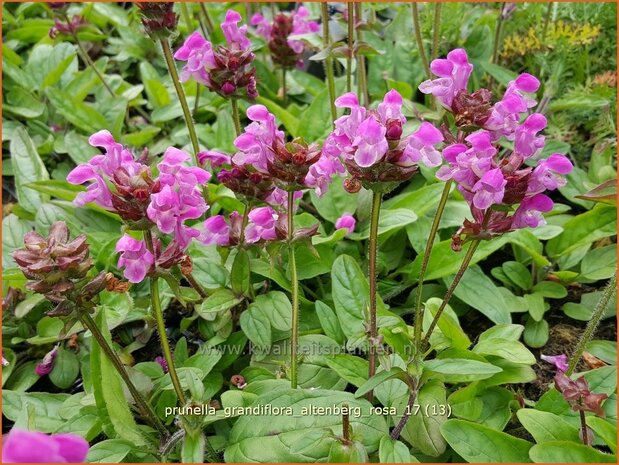 Prunella grandiflora 'Altenberg Rosa' | Brunel, Bijenkorfje | Großblütige Braunelle