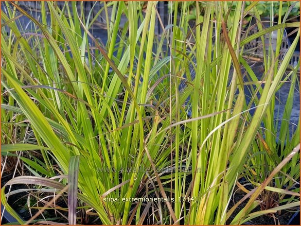 Stipa extremiorientalis | Vedergras | Fernöstliches Federgras