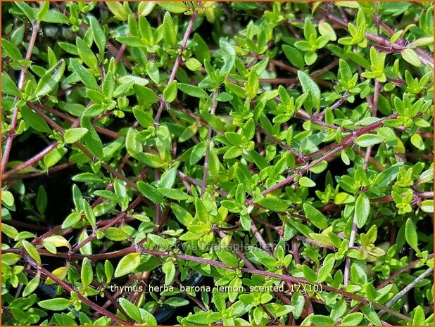 Thymus herba-barona 'Lemon Scented' | Kruiptijm, Tijm | K&uuml;mmel-Thymian