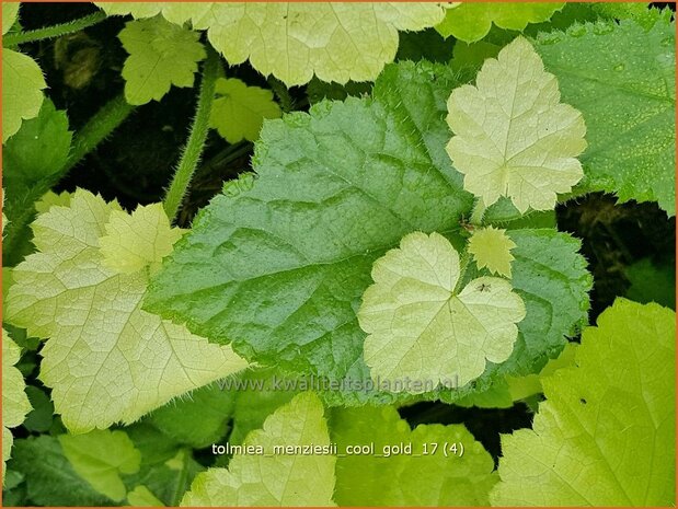 Tolmiea menziesii 'Cool Gold' | Kindje-op-moeders-schoot, Kinderplant | Henne mit K&uuml;ken | Pick-a-back-plant