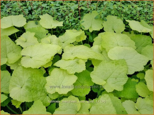 Tolmiea menziesii 'Cool Gold' | Kindje-op-moeders-schoot, Kinderplant | Henne mit K&uuml;ken | Pick-a-back-plant