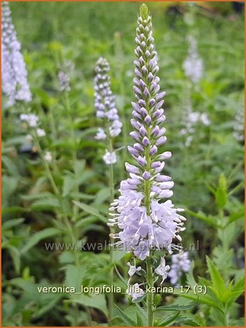 Veronica longifolia 'Lila Karina' | Lange ereprijs, Langbladige ereprijs, Ereprijs | Langbl&auml;ttriger Ehrenpreis | Gar
